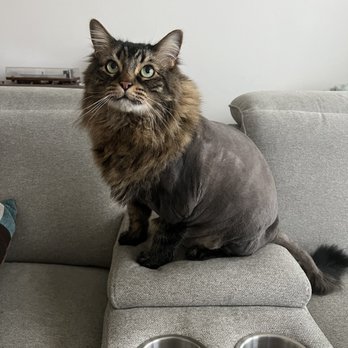 Sienna's Grooming Services and products - After. My perfect little lion - Pet Groomers Near Me - Spring Valley, California Sienna's Grooming Services and products - After. My perfect little lion - Pet Groomers Near Me - Spring Valley, California