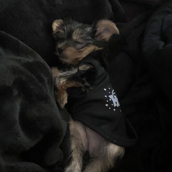 It's A Puppies World - Pet Breeders Near Me - Tucson, Arizona It's A Puppies World - Pet Breeders Near Me - Tucson, Arizona