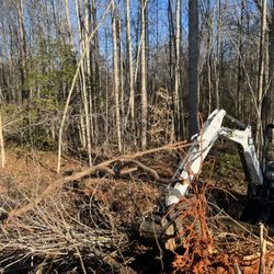 Wintergreen Landscaping - Tree Removal Before