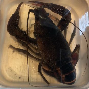 Sea Holic - Huge life crawfish! - Seafood Near Me - Houston, Texas Sea Holic - Huge life crawfish! - Seafood Near Me - Houston, Texas