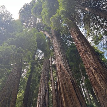 Must See - Muir Wood - Bus Tours Near Me - San Francisco, California Must See - Muir Wood - Bus Tours Near Me - San Francisco, California