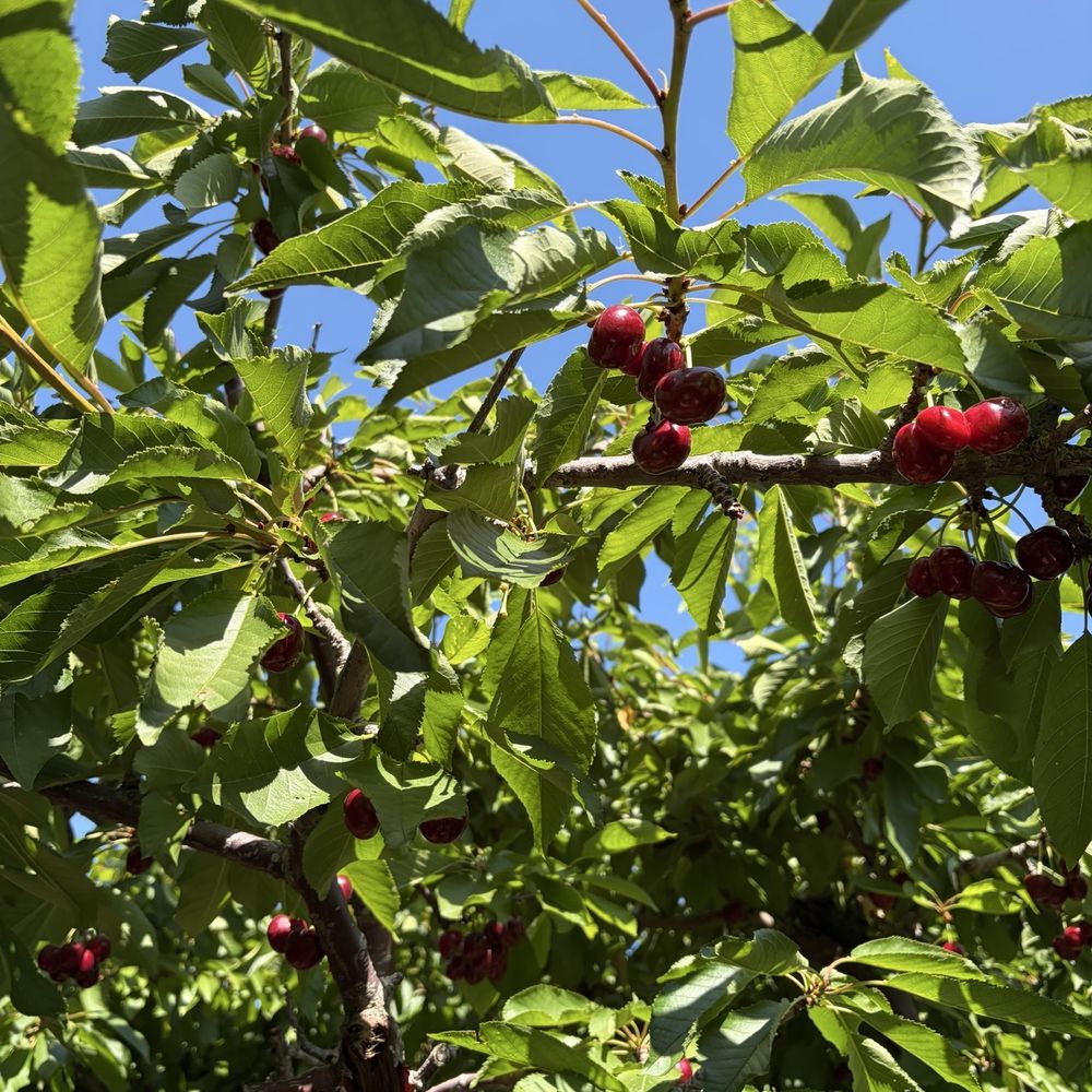 Cherry Time - Pick Your Own Farms Near Me - Brentwood, California