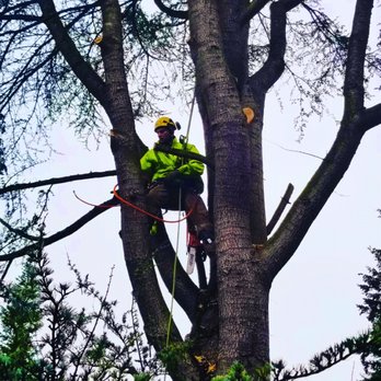 Roots Tree Services - Failing tree reduction - Tree Services Near Me