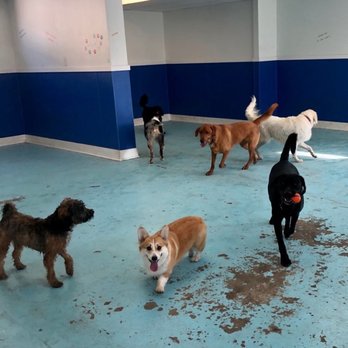Dawg On It - Dog Walkers Near Me - Fairfield, Connecticut