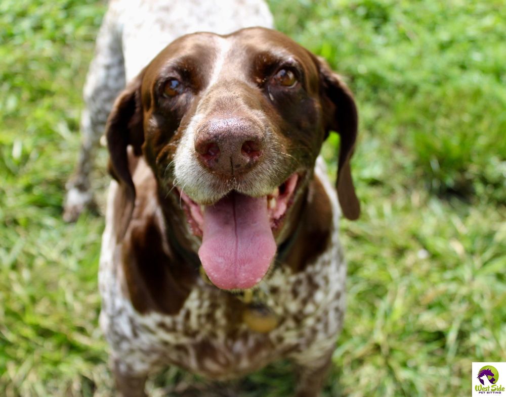 West Side Pet Sitting - pet boarding facility in Westfield, MA