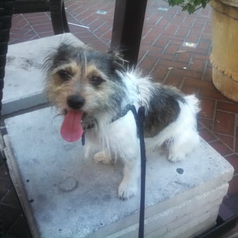 Sergios - Pup on the patio - Cuban Near Me - Miami, Florida Sergios - Pup on the patio - Cuban Near Me - Miami, Florida