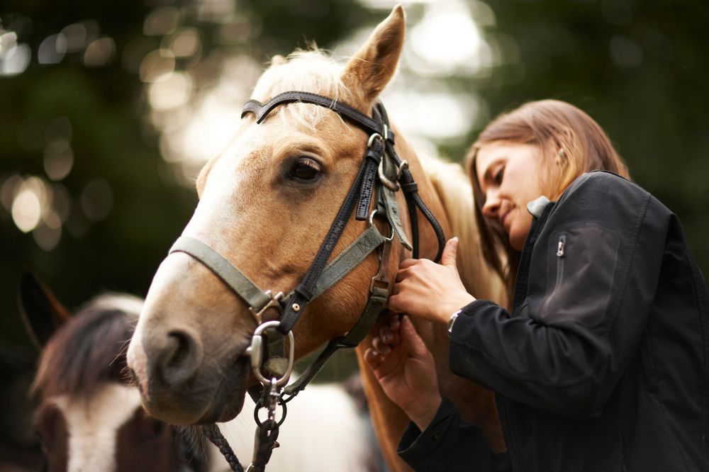 Pets Galore Horse Rides - equestrian in Olalla, WA