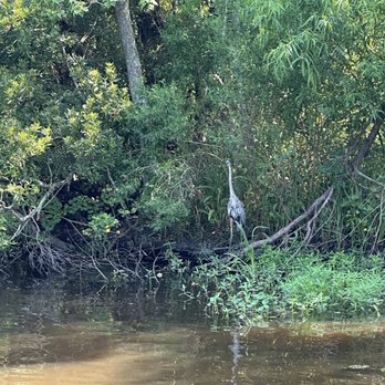 Ragin Cajun Airboat Tours - Boat Tours Near Me - Luling, Louisiana Ragin Cajun Airboat Tours - Boat Tours Near Me - Luling, Louisiana