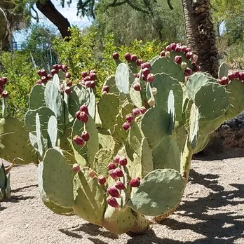 Ethel M Chocolates - Botanical Gardens Near Me - Henderson, Nevada