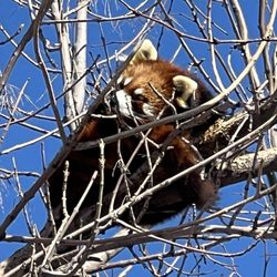 Red River Zoo