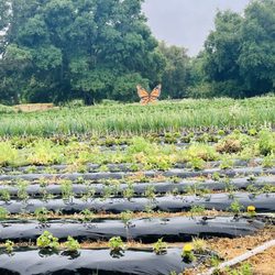 Granny Mays Strawberry Farm