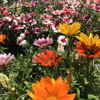 Petal Pushers Nursery - Flowers on sale. - Nurseries & Gardening Near Me - Post Falls, Idaho Petal Pushers Nursery - Flowers on sale. - Nurseries & Gardening Near Me - Post Falls, Idaho