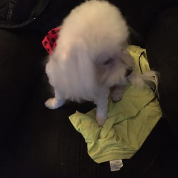 Canine Designs - Turn to the left #work #supermodel - Pet Groomers Near Me - Verona, New Jersey Canine Designs - Turn to the left #work #supermodel - Pet Groomers Near Me - Verona, New Jersey