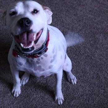 Supertrifecta Pets - Sully - Pet Sitting Near Me