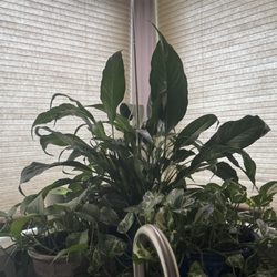 Harbor Blooms - This is the peace Lilly that my daughter ordered for us last year, still fresh and growing strong in our kitchen.