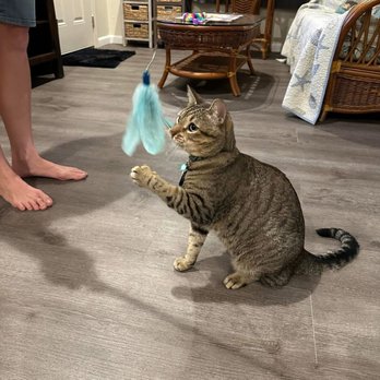 Tradewinds Pet Suites - Milo - Pet Sitting Near Me - Waianae, Hawaii Tradewinds Pet Suites - Milo - Pet Sitting Near Me - Waianae, Hawaii