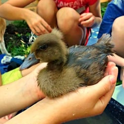 Elizabeth Anna's Old World Garden - Watch them learn and grow.