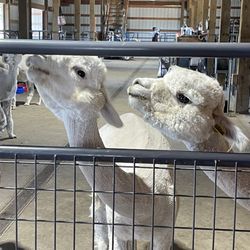 Alpacas at Marquam Hill Ranch