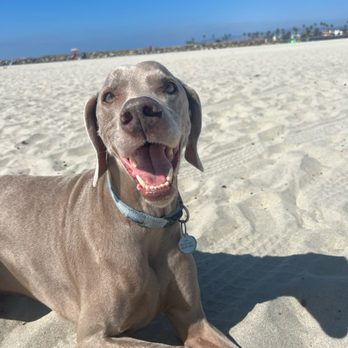 Ocean Beach Dog Beach - Beach Day = Happy Day. - Beaches Near Me - San Diego, California