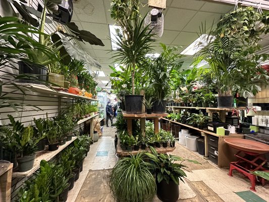 Dahing Plants & Landscaping by null