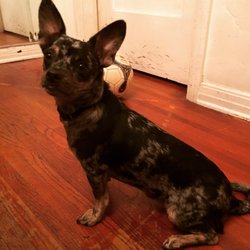 Little Wolf Rescue - Sparx my baby girl posing