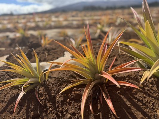 Maui Pineapple Tour by null