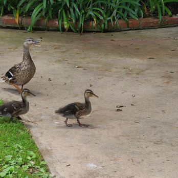 Bahia Resort Hotel - Baby Ducks - San Diego, CA