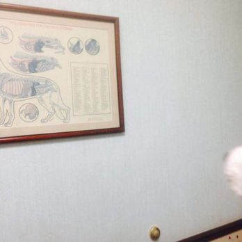 Watson Road Veterinary Clinic - Veterinarians Near Me - Saint Louis, Missouri