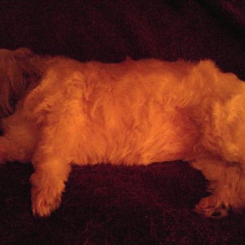 all valley pet clinic emerald