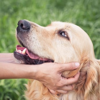 Sleepover Rover, Inc. - Pet Sitting Near Me - Simi Valley, California Sleepover Rover, Inc. - Pet Sitting Near Me - Simi Valley, California