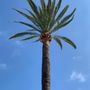 Photo of Miami Tree Crew