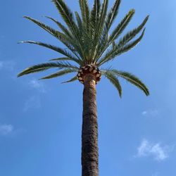 Miami Tree Crew - palm tree trimming