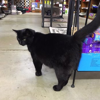 Hanover Flea Market - Say hello to Jinx while you're shopping - Flea Markets Near Me - Hanover, Indiana Hanover Flea Market - Say hello to Jinx while you're shopping - Flea Markets Near Me - Hanover, Indiana