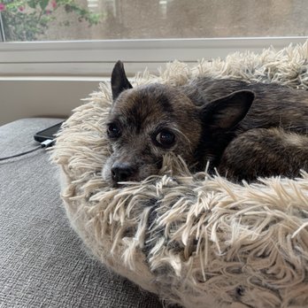 Paws Into Grace - I will never forget you and the love you gave me. - Pet Hospice Near Me
