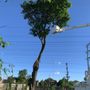 Sanchez Tree Service