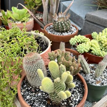 Botanica Shop and Studio - Thriving! - Nurseries & Gardening Near Me - San Diego, California Botanica Shop and Studio - Thriving! - Nurseries & Gardening Near Me - San Diego, California