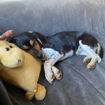 One Tail at a Time - sleepy pup - Animal Shelters Near Me - Chicago, Illinois
