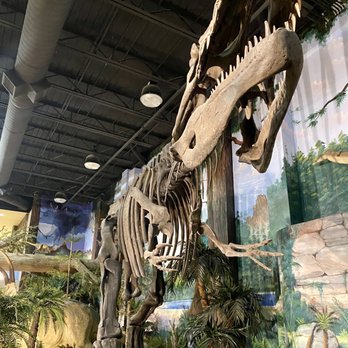 The Dinosaur Store - Museums Near Me - Cocoa Beach, Florida The Dinosaur Store - Museums Near Me - Cocoa Beach, Florida