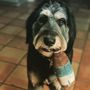 Texas Pet Concierge