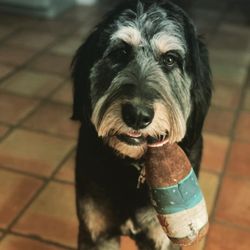 Texas Pet Concierge