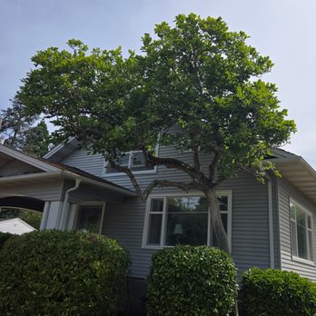 Tree Service Vega - Magnolia tree after the work was completed. - Tree Services Near Me - Des Moines, Washington Tree Service Vega - Magnolia tree after the work was completed. - Tree Services Near Me - Des Moines, Washington