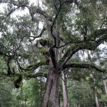 Manatee Springs State Park - Parks Near Me - Chiefland, Florida Manatee Springs State Park - Parks Near Me - Chiefland, Florida