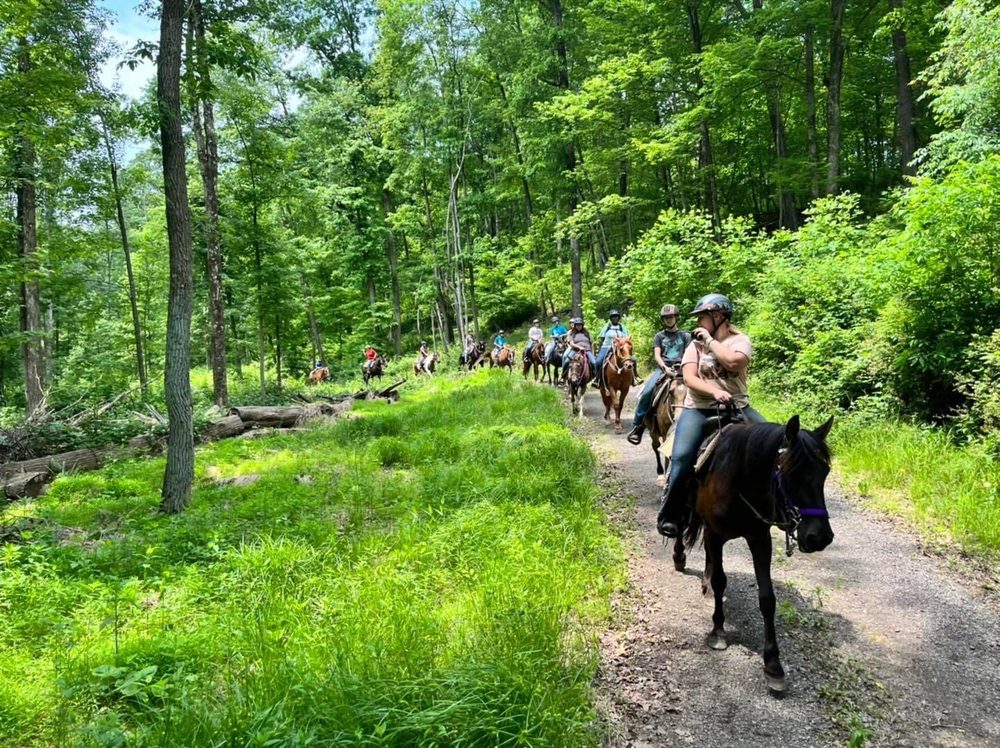 PELIA EQUINE Updated September 2024 390 East St, Danville, Ohio Horseback Riding Phone