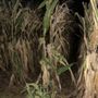 Photo of Duncan's Corn Maze
