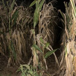Duncan's Corn Maze - terrible corn too