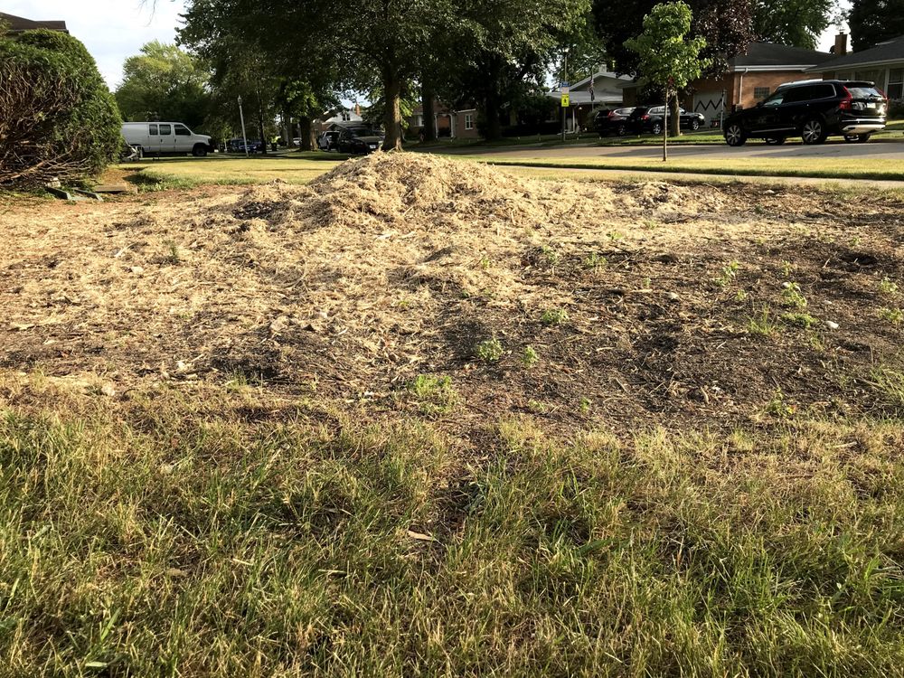 Windy City Tree Service - tree service in Morton Grove, IL