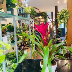 Whaaaaaaowwwww. Look at these tropical plants available for sale!