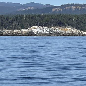 Puget Sound Express - Seals - Whale Watching Tours Near Me - Edmonds, Washington Puget Sound Express - Seals - Whale Watching Tours Near Me - Edmonds, Washington