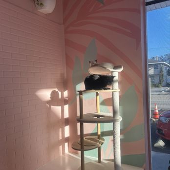 Cats and Caffeine - Sunbathing cats - Coffee & Tea Near Me - Tampa Bay, Florida Cats and Caffeine - Sunbathing cats - Coffee & Tea Near Me - Tampa Bay, Florida