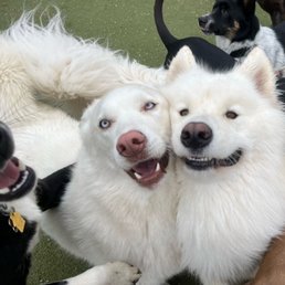 My pup Mae (photobombing) far left, my other pup Lennon (middle), and his daycare bud Bingsoo - photo taken by Lucky Dog staff